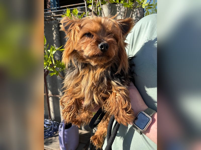 Marci. lieber kleiner Yorkshire Terrier Rüde geb. 10/2019
