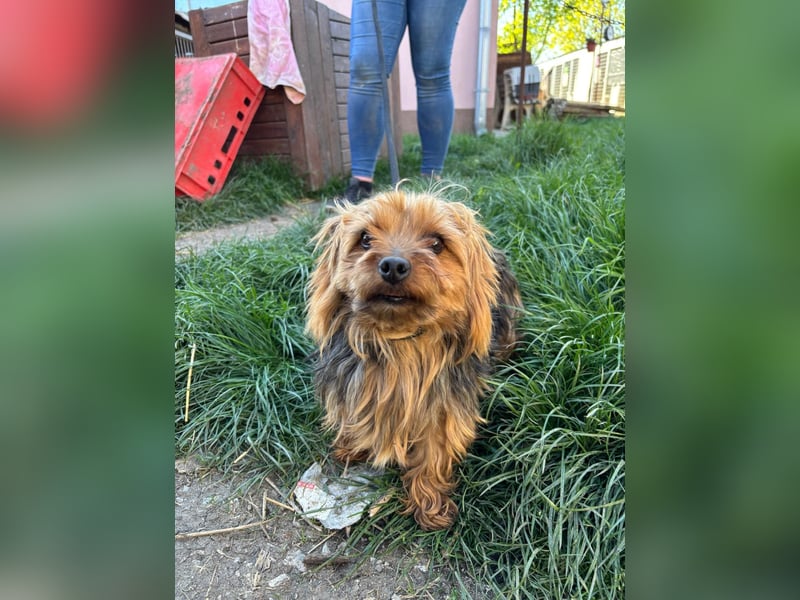 Marci. lieber kleiner Yorkshire Terrier Rüde geb. 10/2019