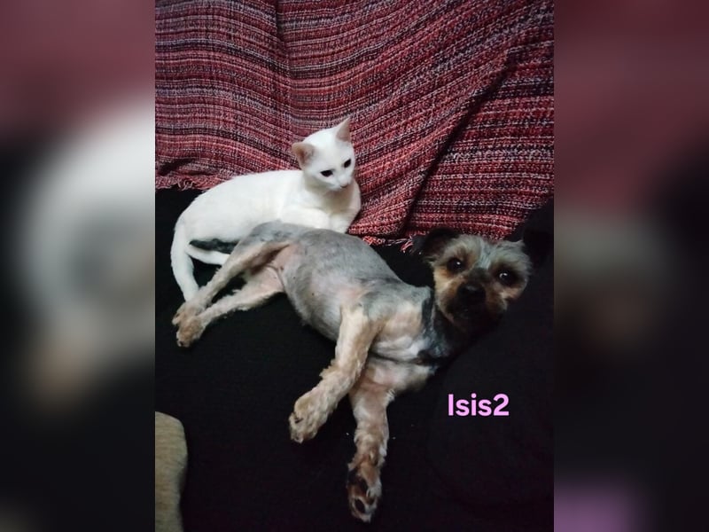 Isis2 geb. 02/2023 (ESP) - ausgeglichene Yorkiseele, einfach ein Sonnenschein!