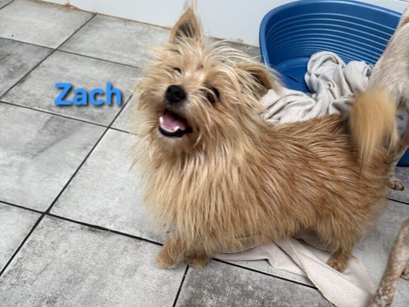 Zach geb. 01/2023 (ESP) - lernwilliger und sozialer Yorkshire Terrier sucht Familie!