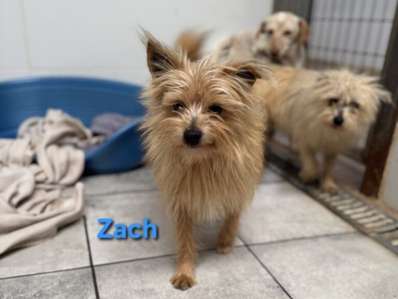 Zach geb. 01/2023 (ESP) - lernwilliger und sozialer Yorkshire Terrier sucht Familie!