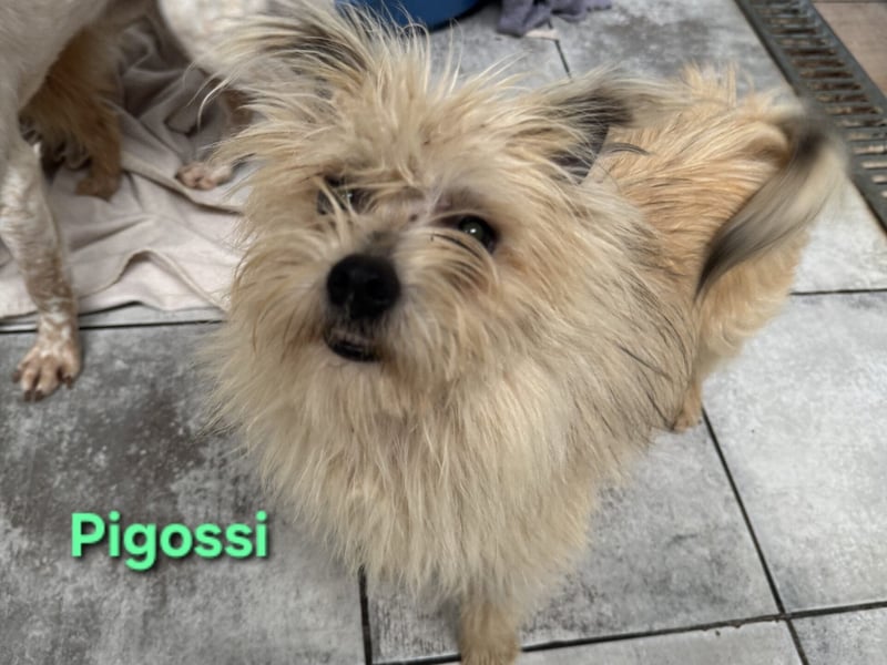Pigossi geb. 01/2022 (ESP) - freundlicher und ruhiger Yorkshire Terrier