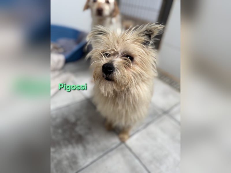 Pigossi geb. 01/2022 (ESP) - freundlicher und ruhiger Yorkshire Terrier