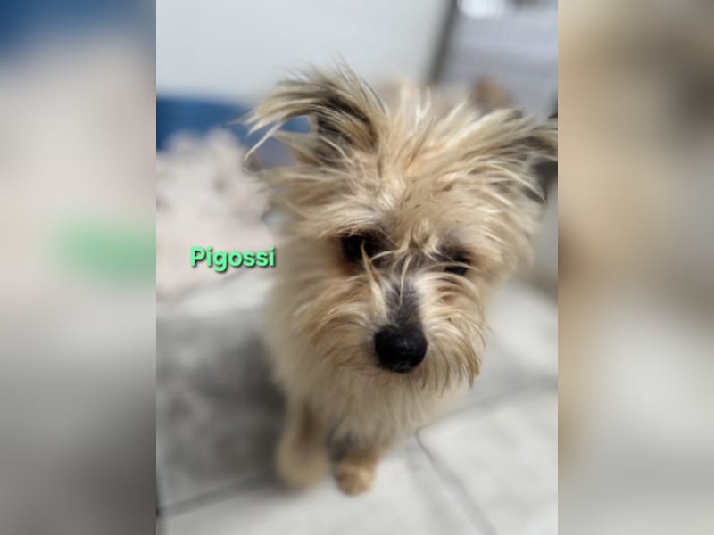 Pigossi geb. 01/2022 (ESP) - freundlicher und ruhiger Yorkshire Terrier