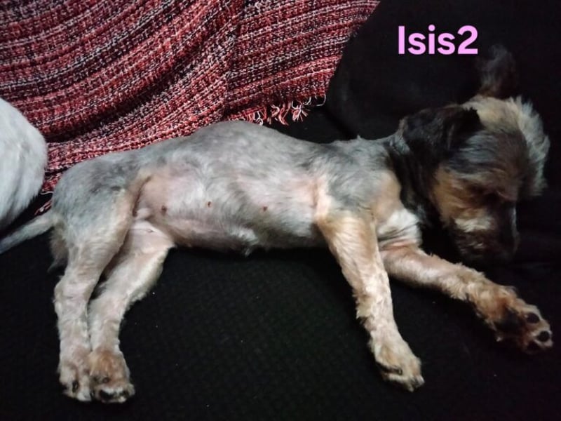 Isis2 geb. 02/2023 (ESP) - ausgeglichene Yorkiseele, einfach ein Sonnenschein!