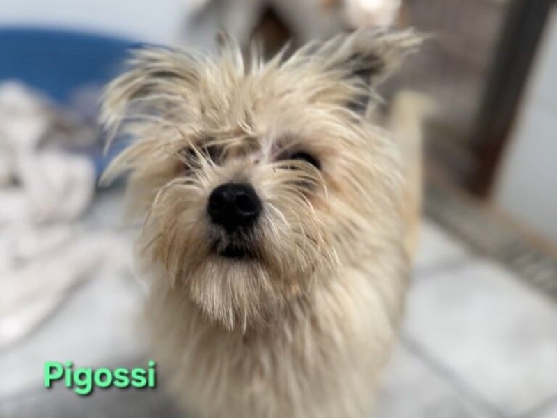 Pigossi geb. 01/2022 (ESP) - freundlicher und ruhiger Yorkshire Terrier