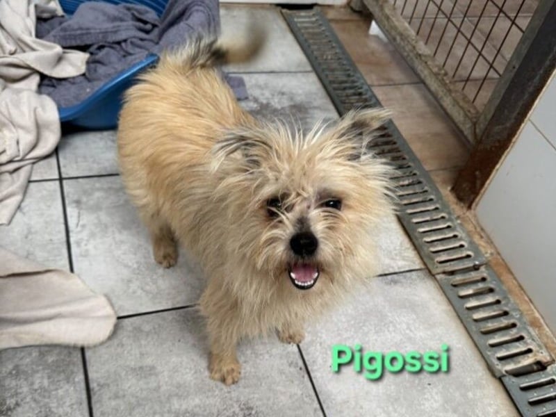 Pigossi geb. 01/2022 (ESP) - freundlicher und ruhiger Yorkshire Terrier