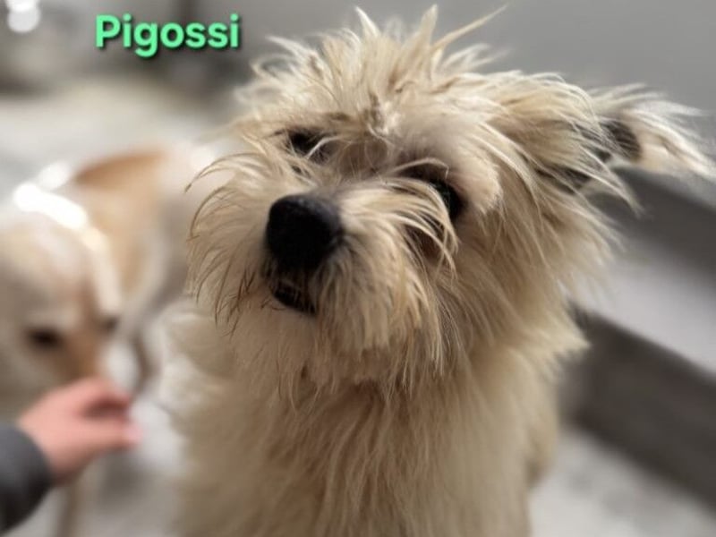 Pigossi geb. 01/2022 (ESP) - freundlicher und ruhiger Yorkshire Terrier