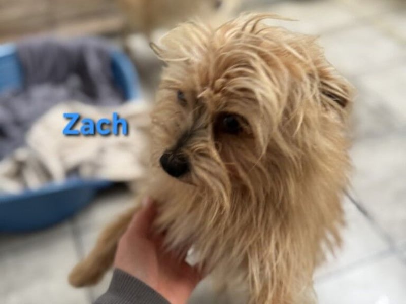 Zach geb. 01/2023 (ESP) - lernwilliger und sozialer Yorkshire Terrier sucht Familie!
