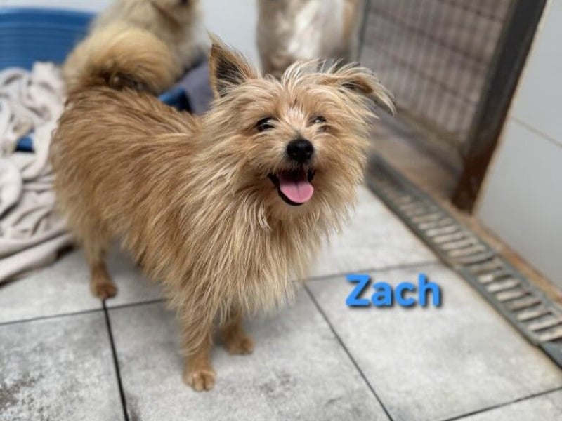 Zach geb. 01/2023 (ESP) - lernwilliger und sozialer Yorkshire Terrier sucht Familie!