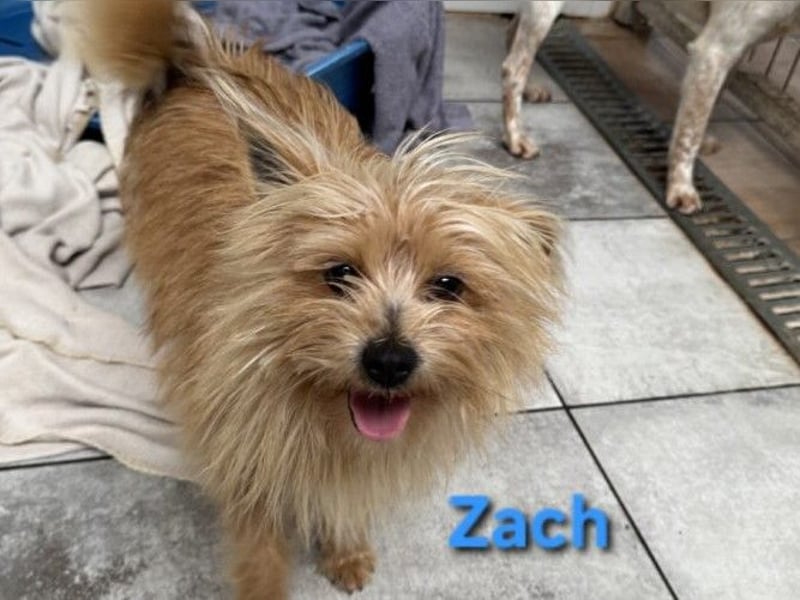 Zach geb. 01/2023 (ESP) - lernwilliger und sozialer Yorkshire Terrier sucht Familie!