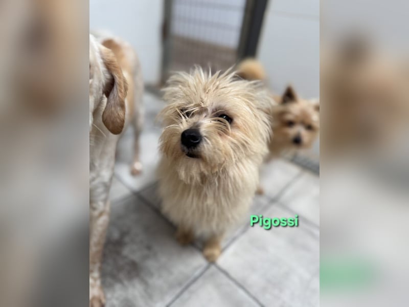 Pigossi geb. 01/2022 (ESP) - freundlicher und ruhiger Yorkshire Terrier