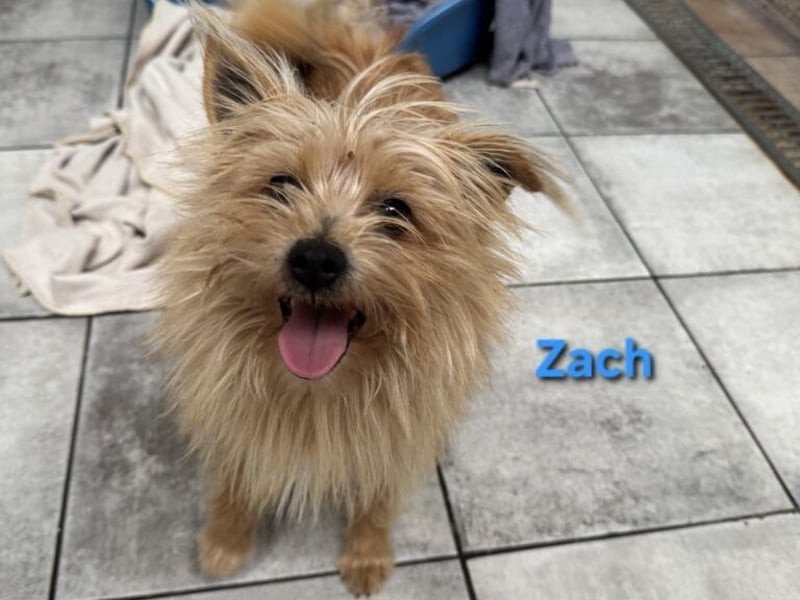 Zach geb. 01/2023 (ESP) - lernwilliger und sozialer Yorkshire Terrier sucht Familie!