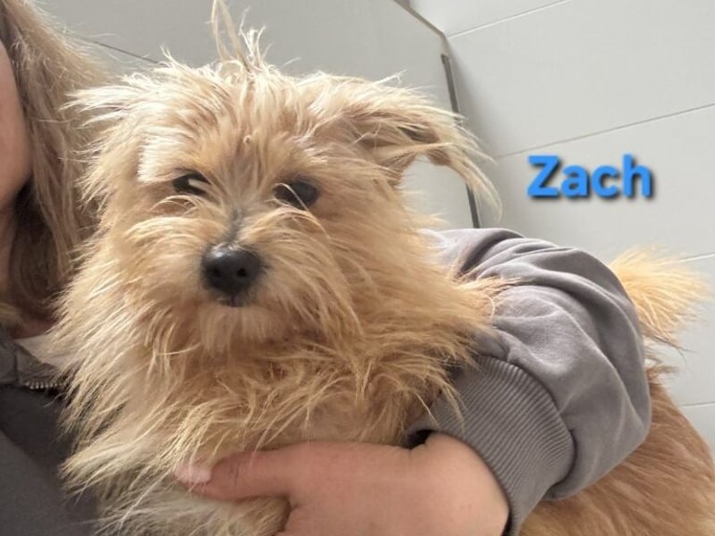 Zach geb. 01/2023 (ESP) - lernwilliger und sozialer Yorkshire Terrier sucht Familie!