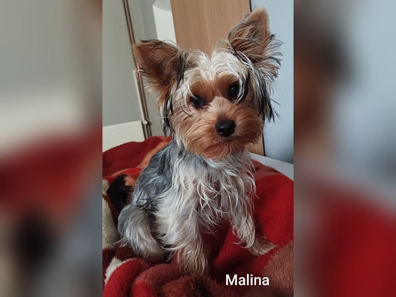 Engelchen und liebenswertes Teufelchen