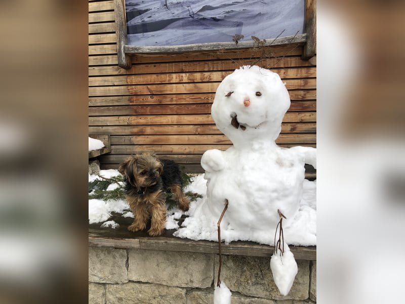 Yorkshire Terrier Weibchen 1 Jahr von privat ab sofort abzugeben