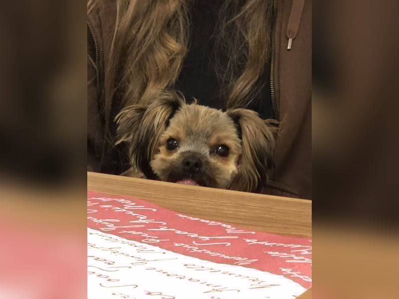 Yorkshire Terrier Weibchen 1 Jahr von privat ab sofort abzugeben