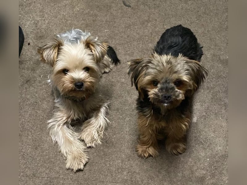 Yorkshire Terrier Weibchen 1 Jahr von privat ab sofort abzugeben