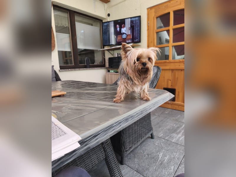 Kleine,3,5 jahre alte Yorkshire Terrier Hündin abzugeben