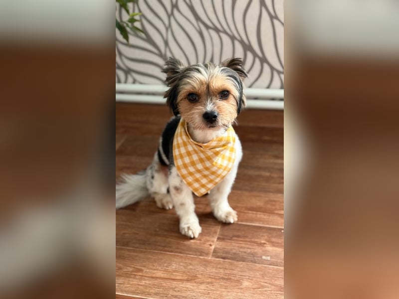 Yorki Rüde Xyble sucht kuscheldecke