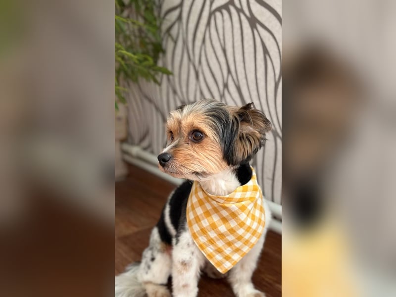 Yorki Rüde Xyble sucht kuscheldecke