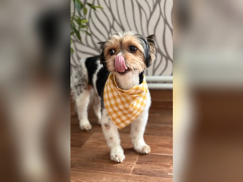 Yorki Rüde Xyble sucht kuscheldecke