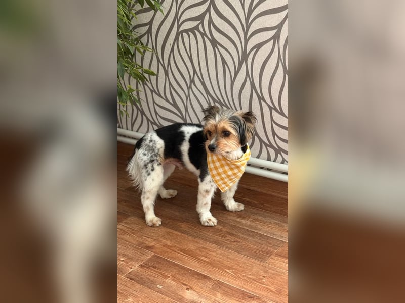 Yorki Rüde Xyble sucht kuscheldecke