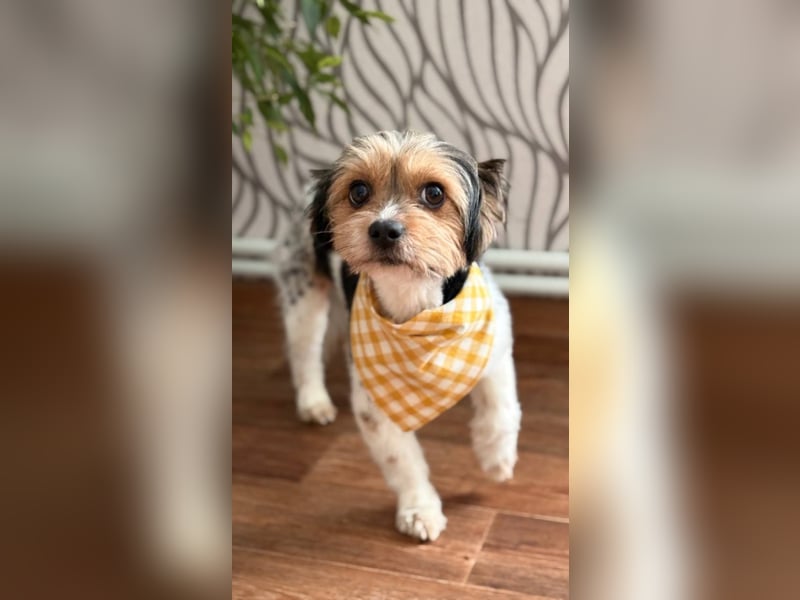 Yorki Rüde Xyble sucht kuscheldecke