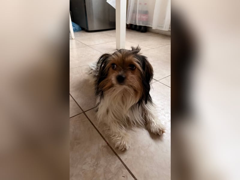 Yorki Rüde Xyble sucht kuscheldecke