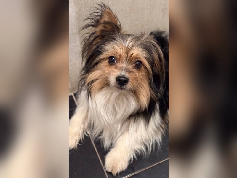 Yorki Rüde Xyble sucht kuscheldecke