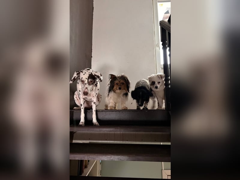 Yorki Rüde Xyble sucht kuscheldecke