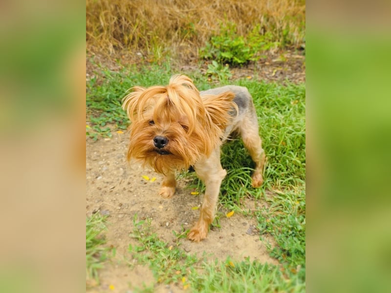 Mini Yorkie Sonic