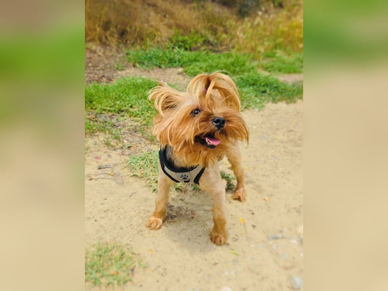 Mini Yorkie Sonic