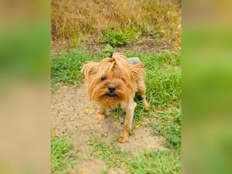Mini Yorkie Sonic