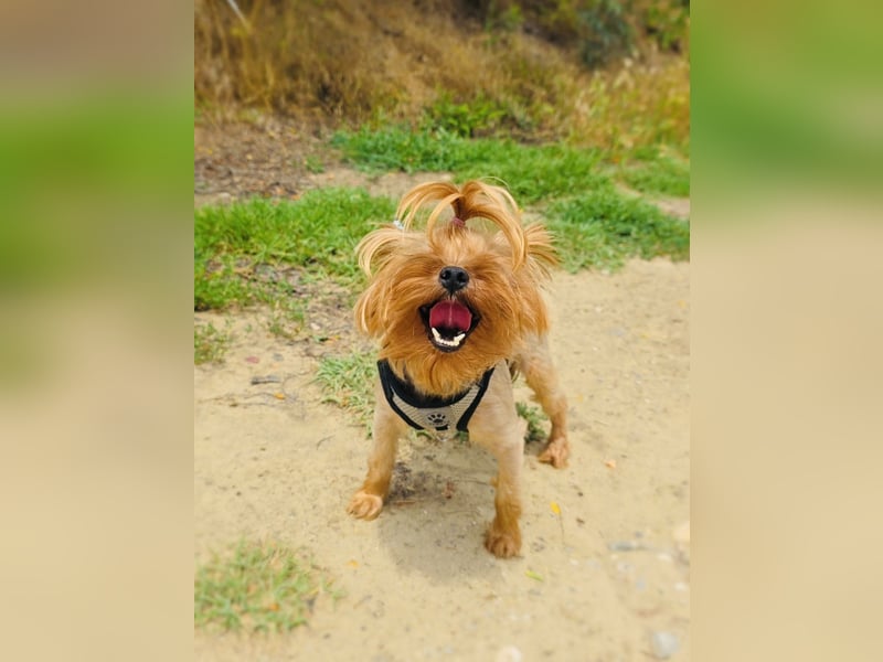 Mini Yorkie Sonic