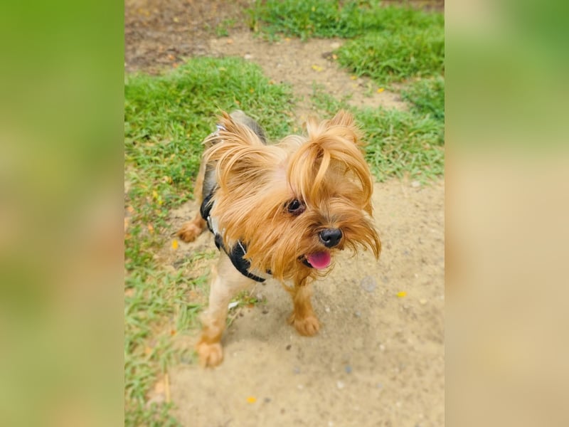 Mini Yorkie Sonic