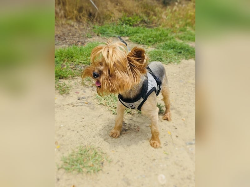 Mini Yorkie Sonic
