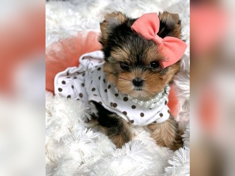 Yorkshire Hündin – geimpft, entwurmt, gechipt, mit EU-Heimtierausweis