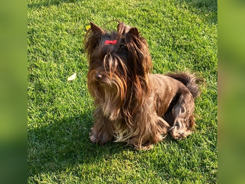Schoko-Yorkshire-Terrier Hündin  8 Jahre alt