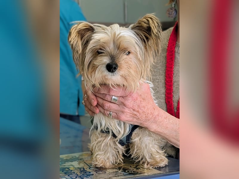 Süßer MOMO sucht sein sicheres Zuhause