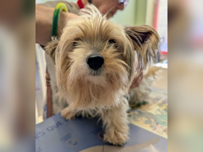 Süßer MOMO sucht sein sicheres Zuhause