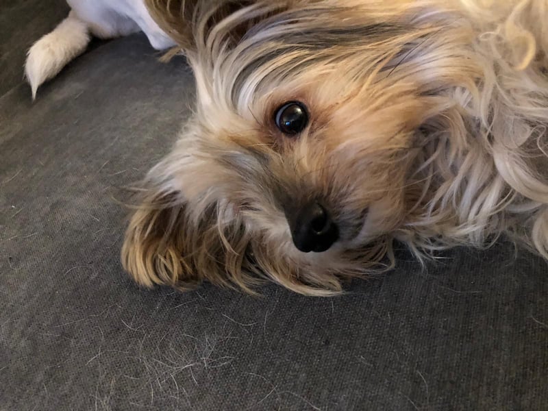 Süßer MOMO sucht sein sicheres Zuhause