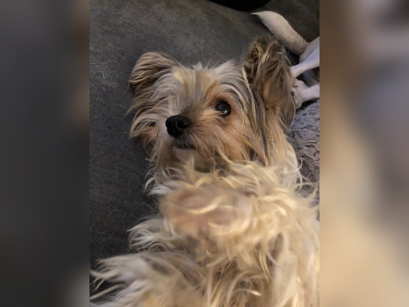 Süßer MOMO sucht sein sicheres Zuhause