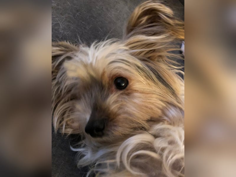 Süßer MOMO sucht sein sicheres Zuhause