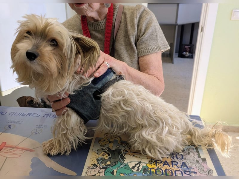 Süßer MOMO sucht sein sicheres Zuhause