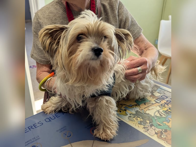 Süßer MOMO sucht sein sicheres Zuhause