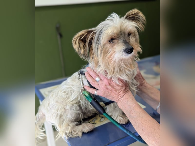 Süßer MOMO sucht sein sicheres Zuhause