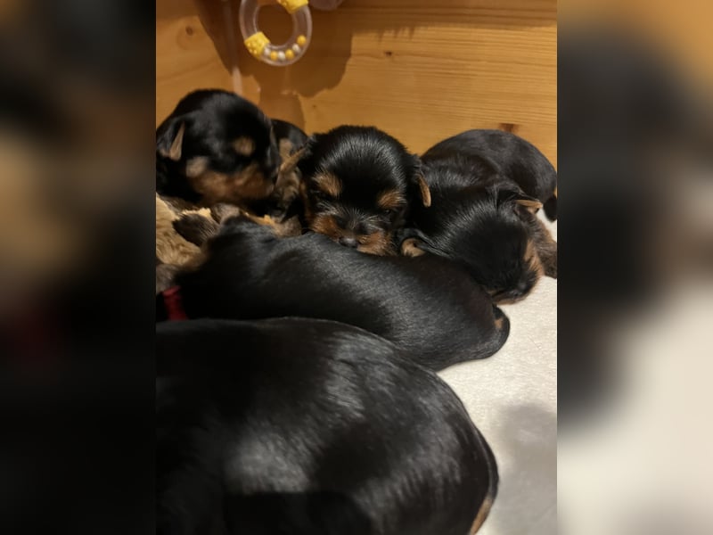 Yorkshire Terrier Welpen aus VDH Zucht