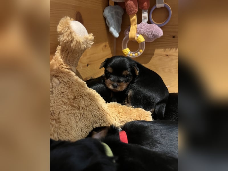 Yorkshire Terrier Welpen aus VDH Zucht