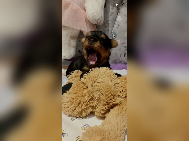 Yorkshire Terrier Welpen aus VDH Zucht